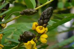 Senna didymobotrya